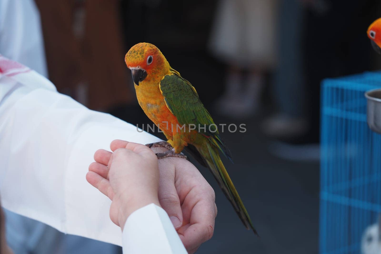 A vibrant bird stands on a person's hand, showcasing its bright feathers.
