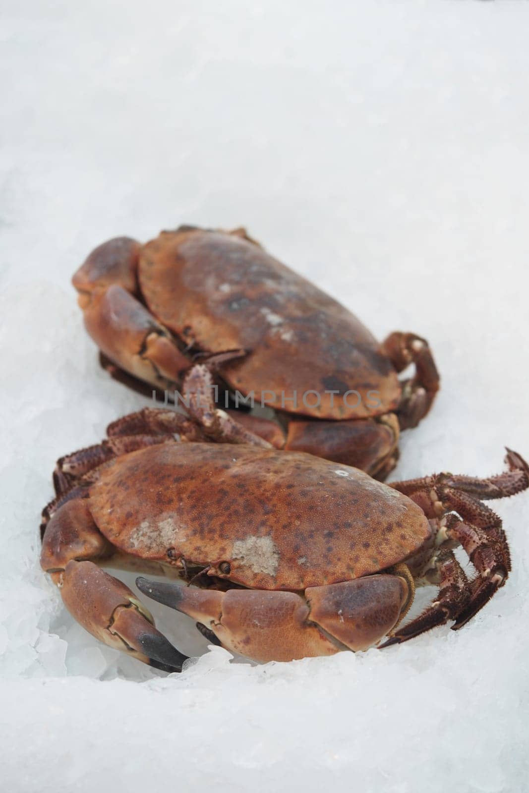 Two crabs lie on a bed of ice in a bustling seafood market.