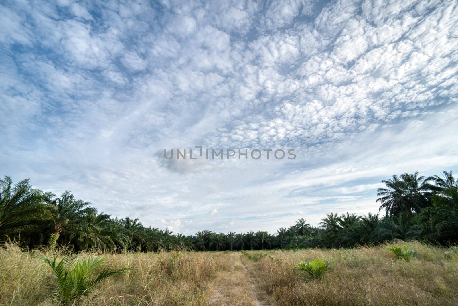 wide panoramic agriculture landscape scene around the vicinity of rural pathway road.