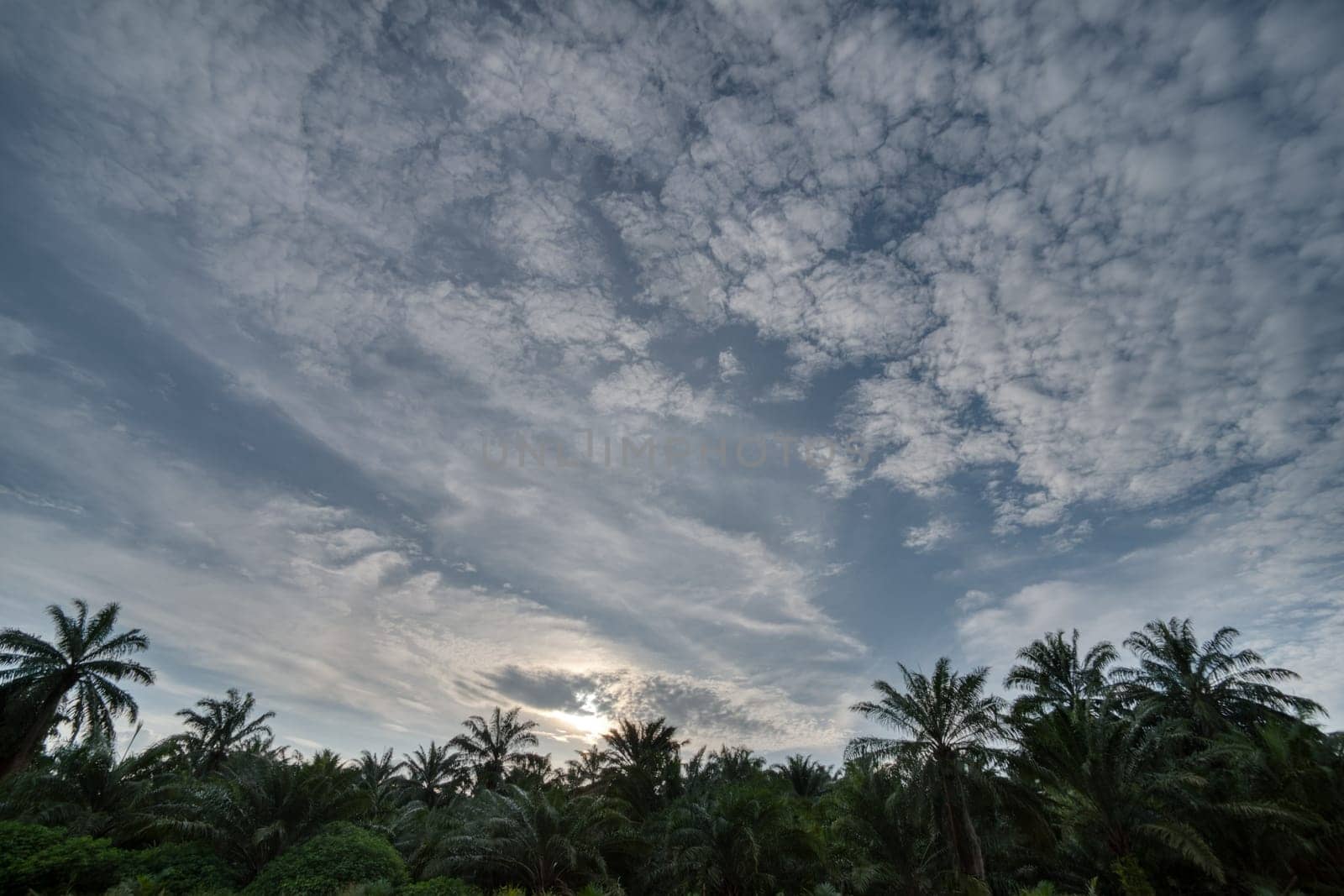 wide panoramic agriculture landscape scene around the vicinity of rural pathway road.