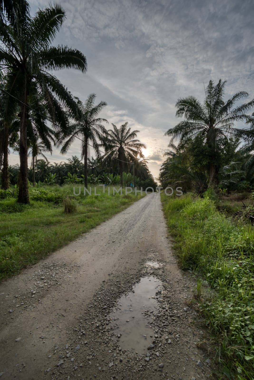 wide panoramic agriculture landscape scene around the vicinity of rural pathway road.