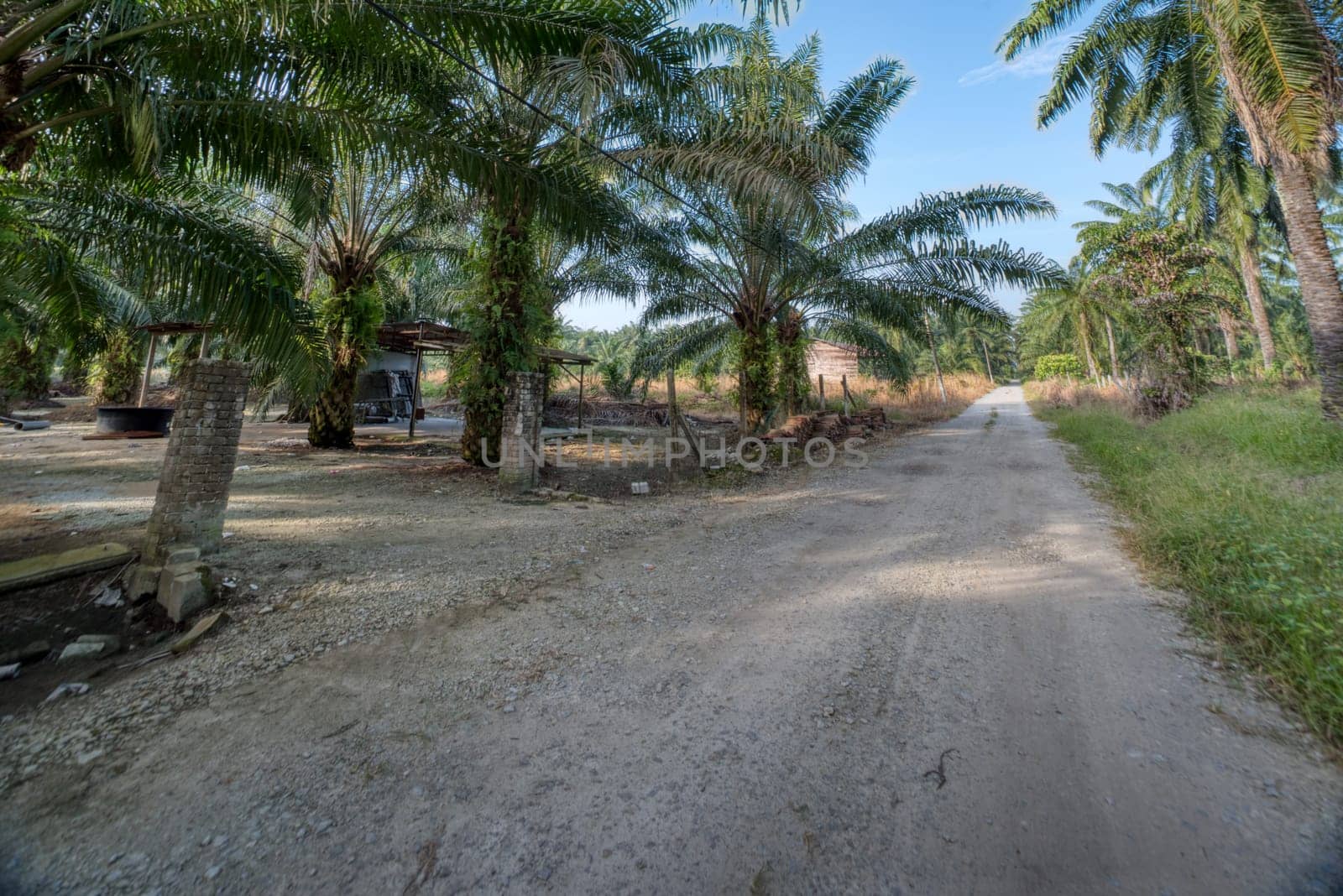 wide panoramic agriculture landscape scene around the vicinity of rural pathway road.