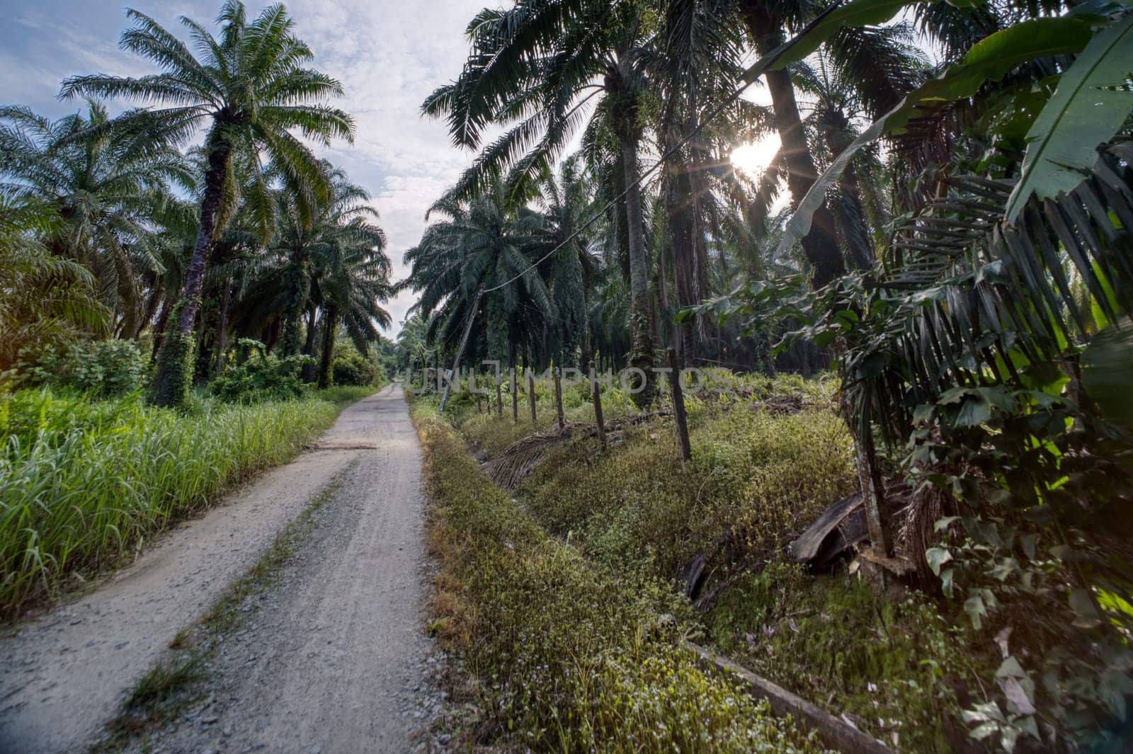 wide panoramic agriculture landscape scene around the vicinity of rural pathway road.
