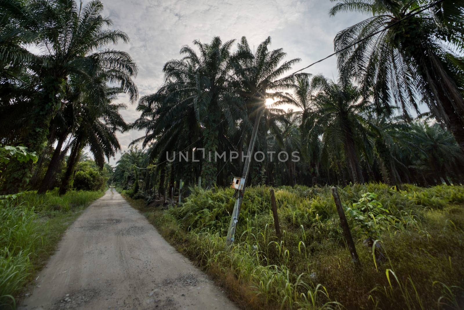 wide panoramic agriculture landscape scene around the vicinity of rural pathway road.