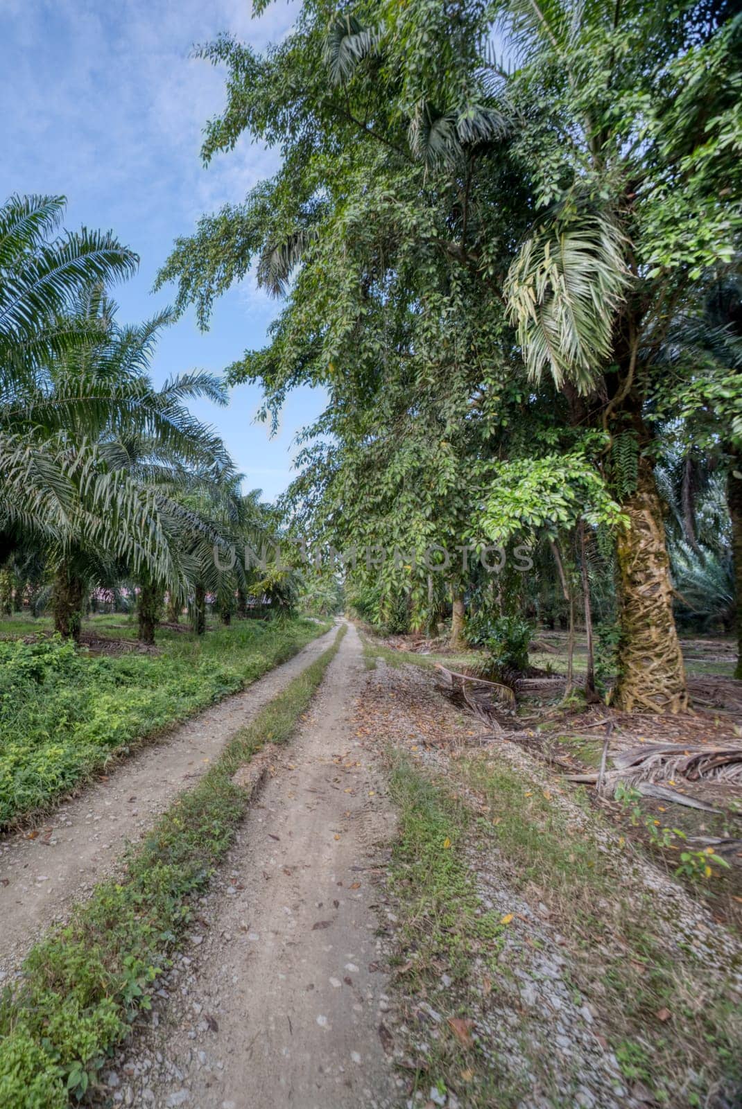 wide panoramic agriculture landscape scene around the vicinity of rural pathway road.