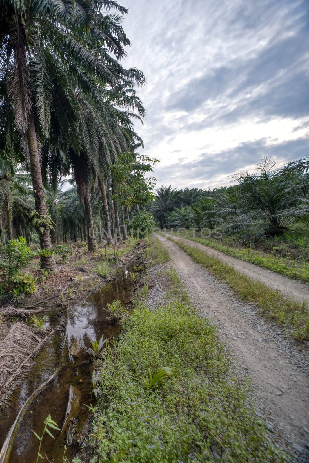 wide panoramic agriculture landscape scene around the vicinity of rural pathway road.