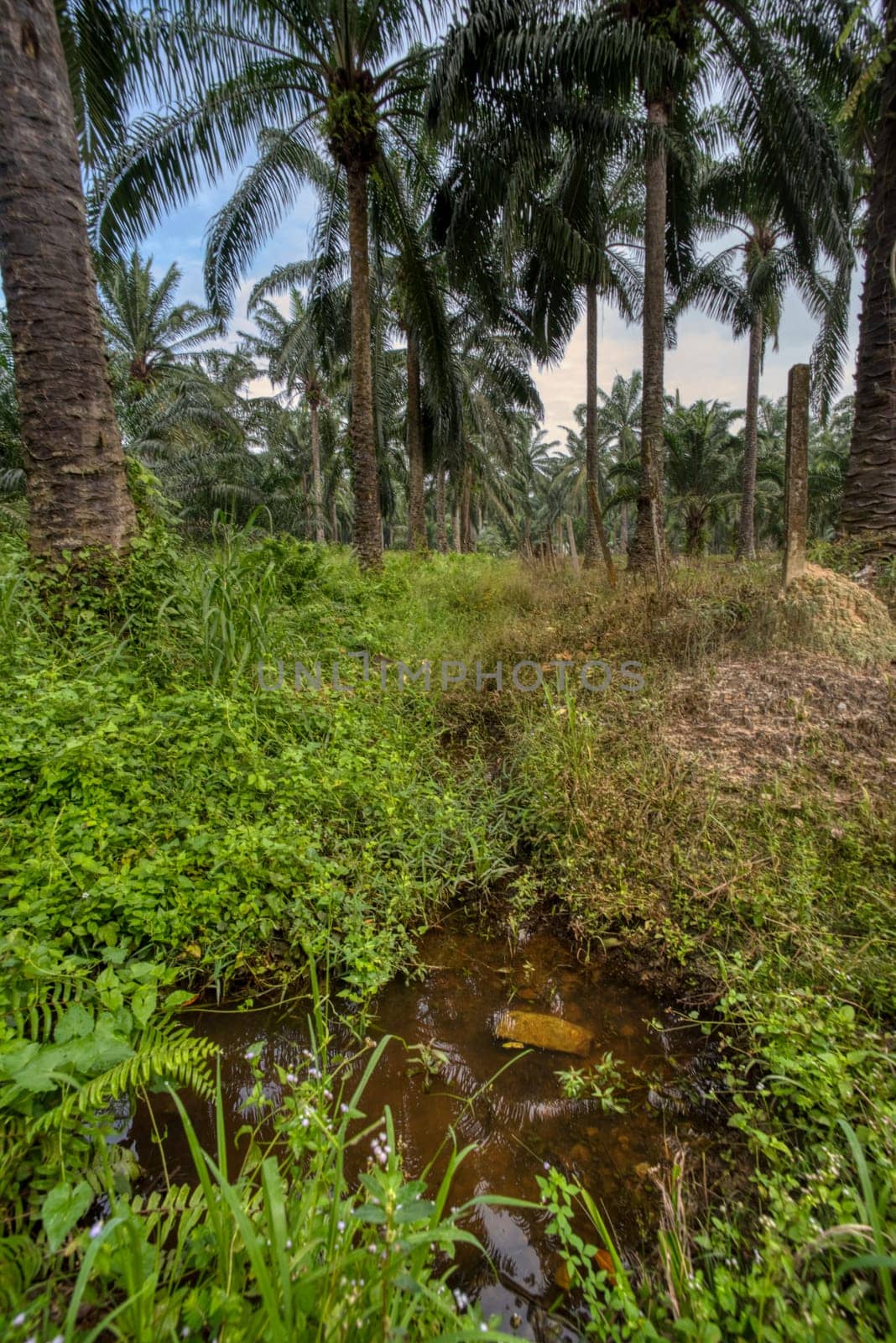 wide panoramic agriculture landscape scene around the vicinity of rural pathway road.