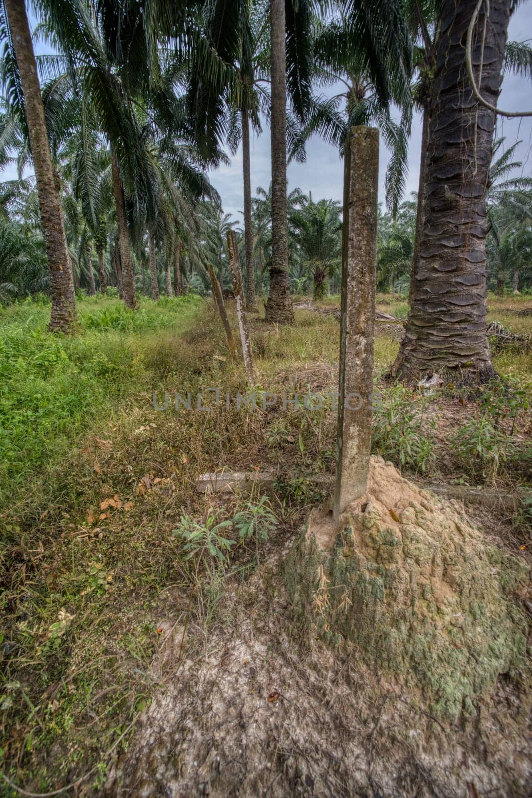 wide panoramic agriculture landscape scene around the vicinity of rural pathway road.