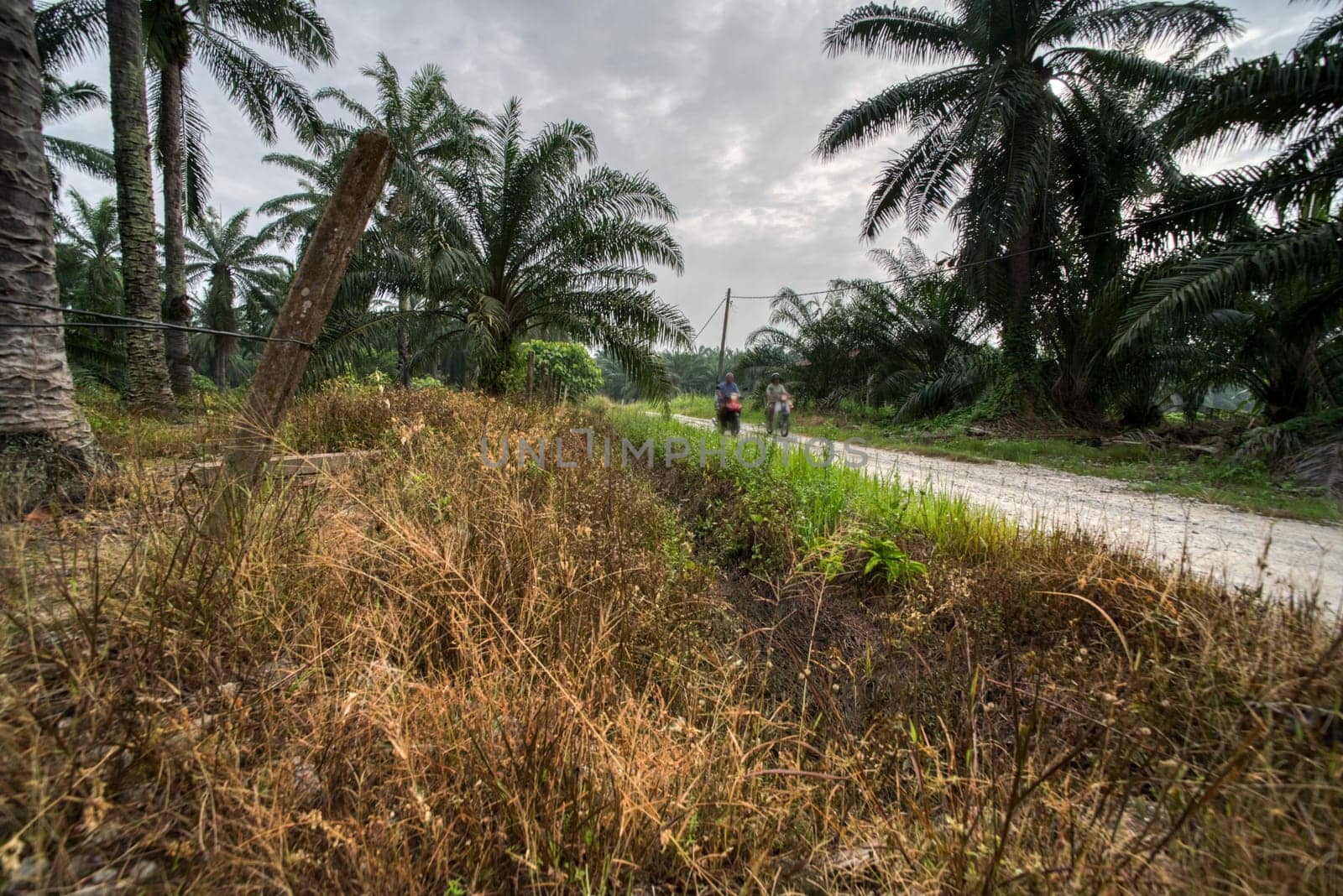 wide panoramic agriculture landscape scene around the vicinity of rural pathway road.