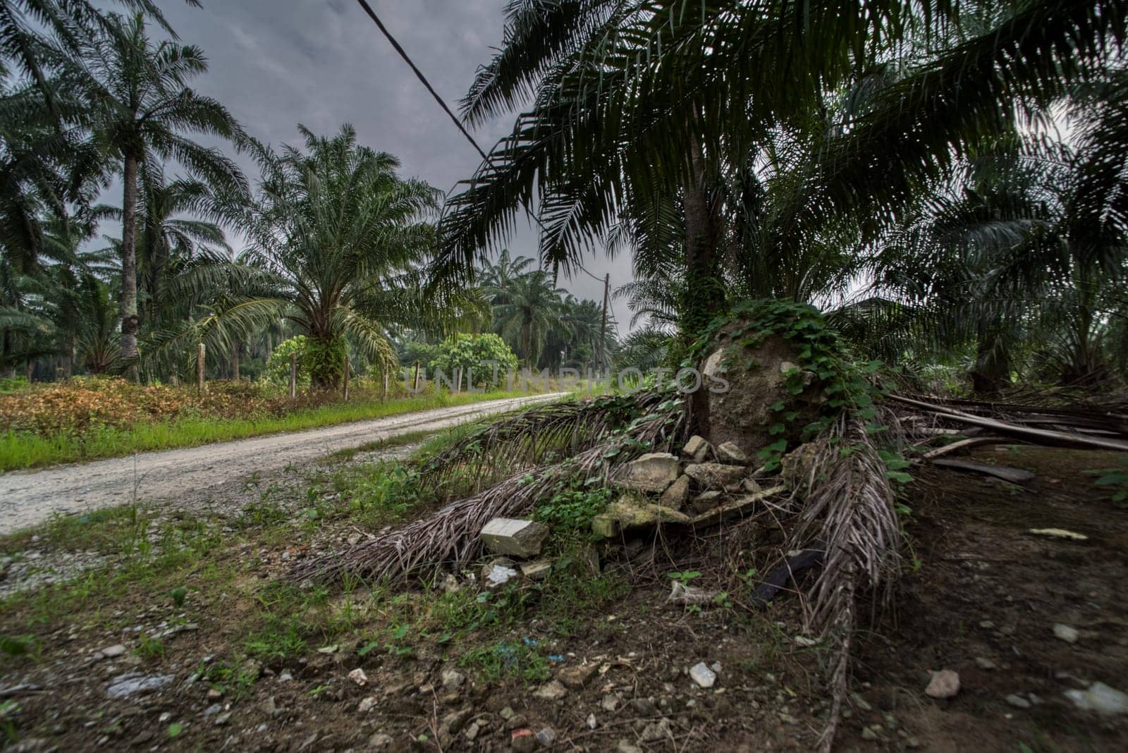 wide panoramic agriculture landscape scene around the vicinity of rural pathway road.