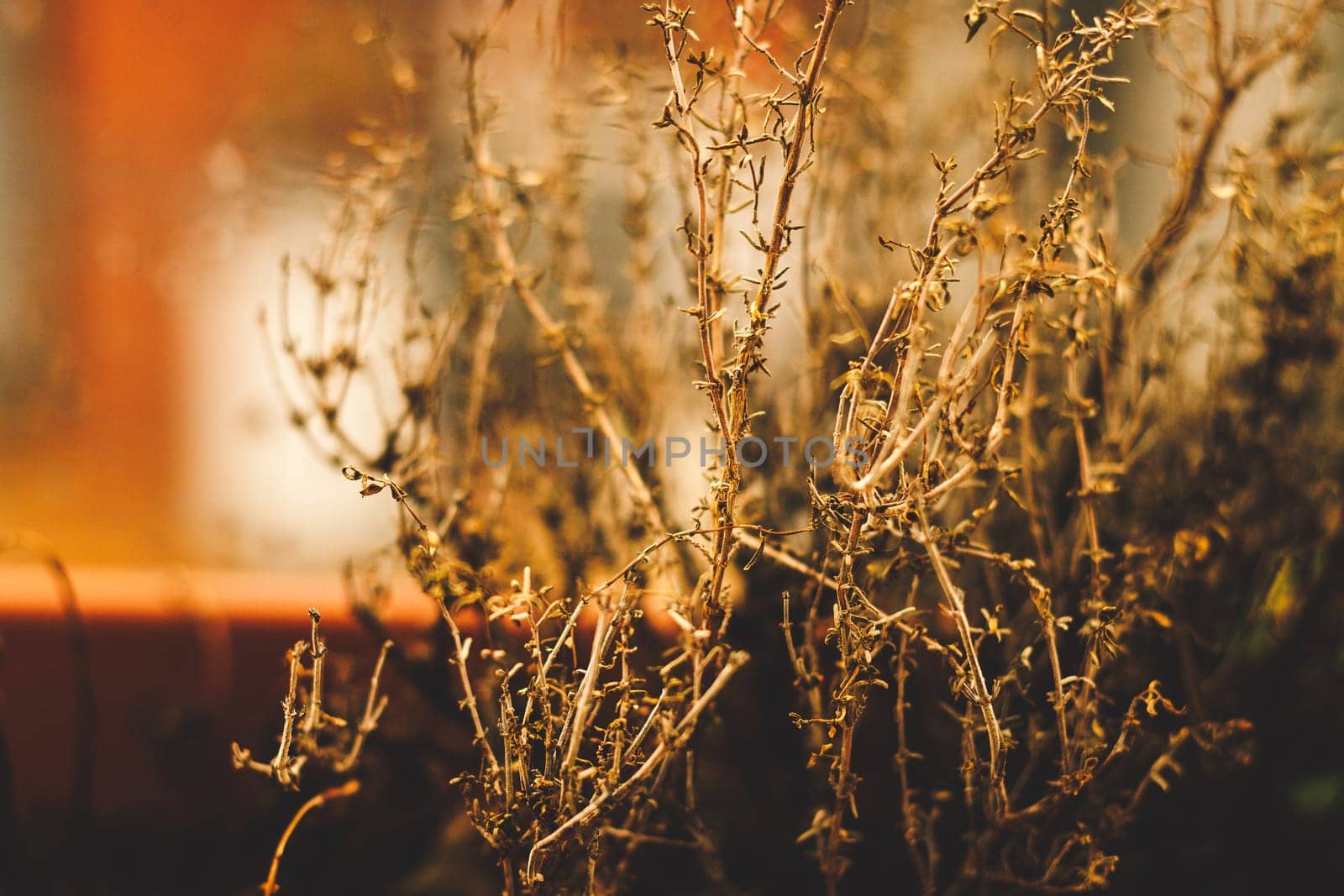 A close-up view of a dried plant with intricate, tangled branches, beautifully captured in soft focus, evoking a sense of fragility and the passage of time.