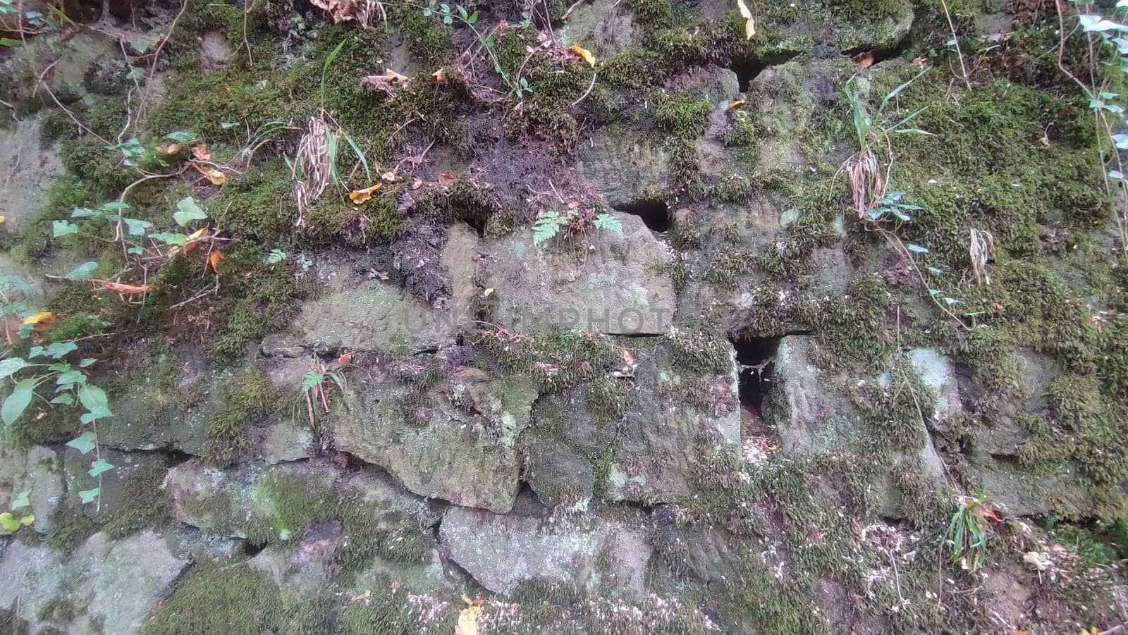 Mossy stone wall texture background landscape nature summer autumn green leaves . High quality photo