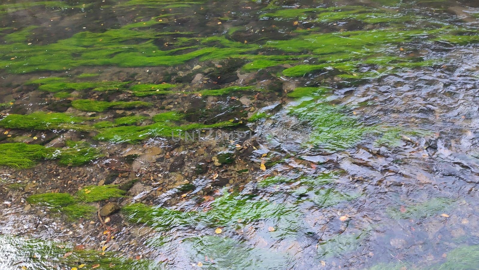 Green algae stream nature plants garden flora botanical summer day park travel water ecology forest outdoors . High quality photo
