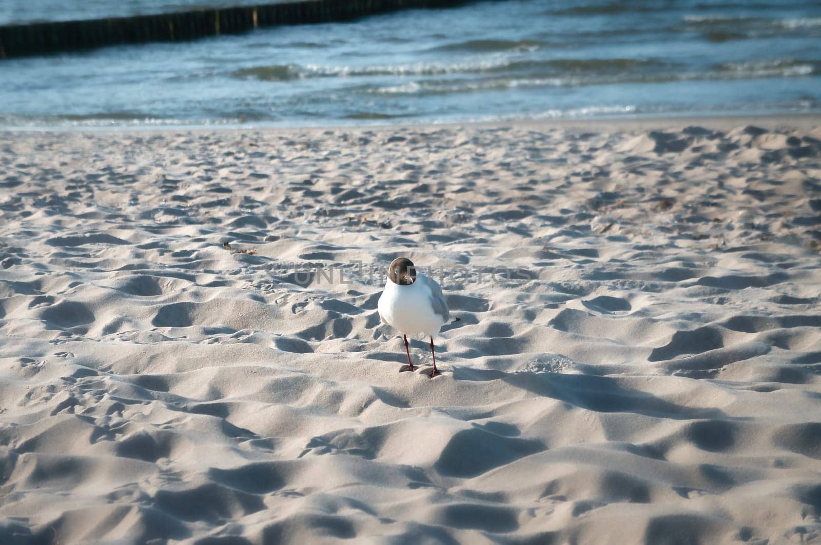 Seagull on the beach. The wild animal walks in the sand on the beach. Animal photo from the coast