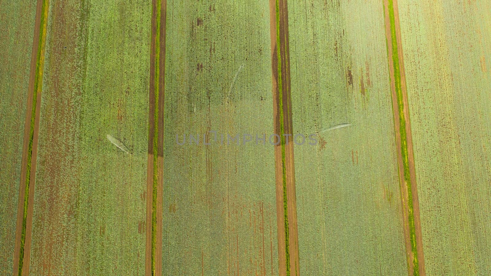 Green fields aerial view before harvest at summer. farm land with agricultural machinery.
