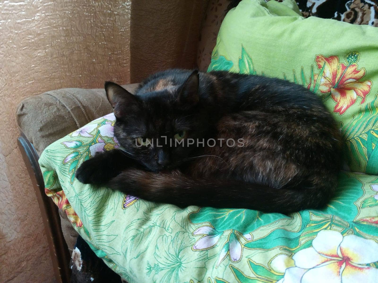 A relaxed black cat lazily curls up comfortably on a vibrant floral blanket, perfectly capturing cozy moments