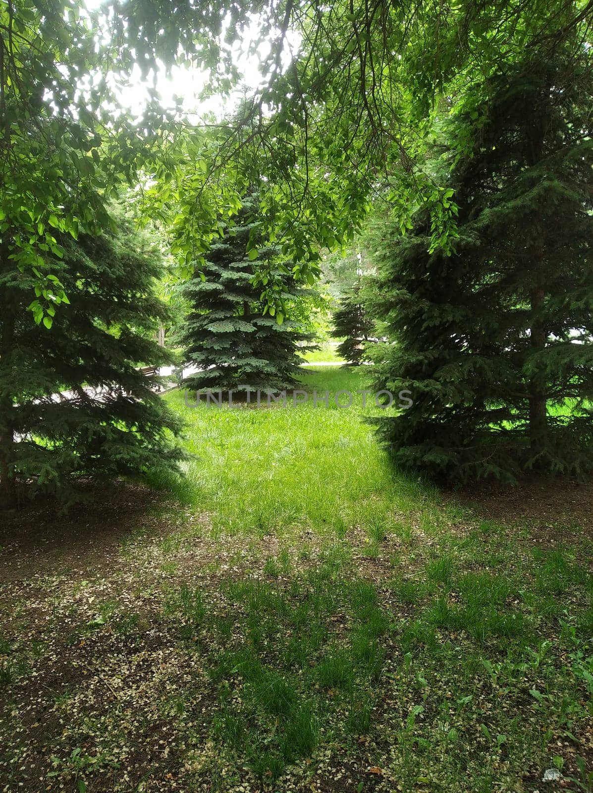 The image takes you to a secluded corner of nature. Tall fir trees cozily frame the meadows with soft green grass, and muted sunbeams break through the dense crown of trees. A feeling of serenity and unity with nature is created.