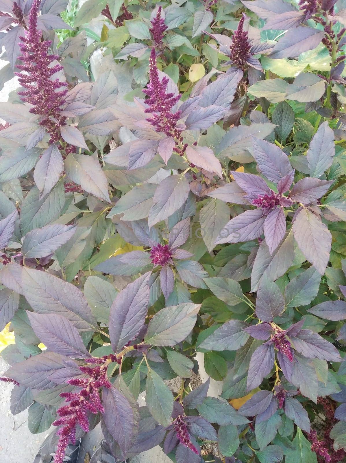 A stunning close-up of a thriving Amaranth plant with deep purple flowers and lush green-purple foliage. The plant's rich hues and intricate flower spikes make it a visually striking addition to gardens or natural landscapes. Captured in natural daylight, this botanical beauty highlights the vibrancy of nature's colors.