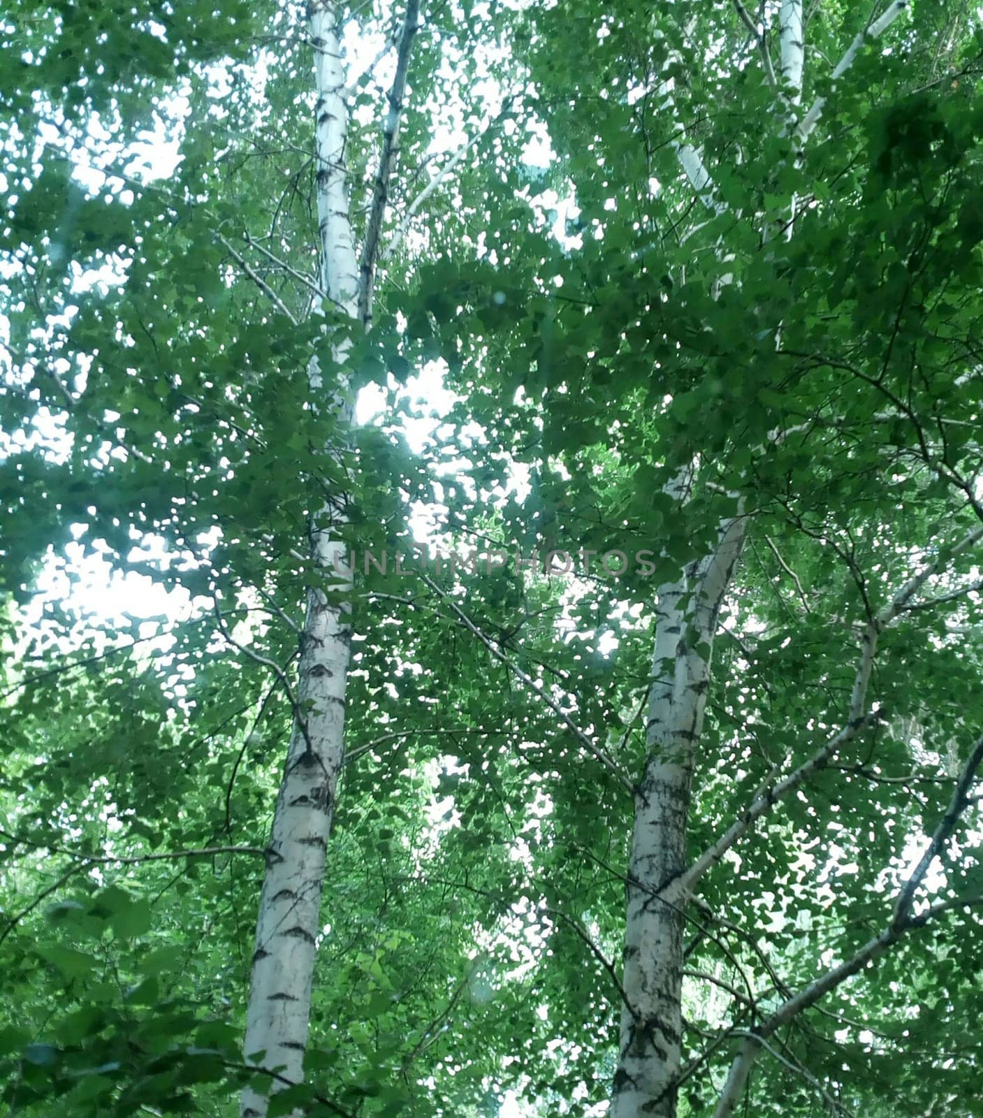 Lush green crown of birches on a clear summer sunny morning