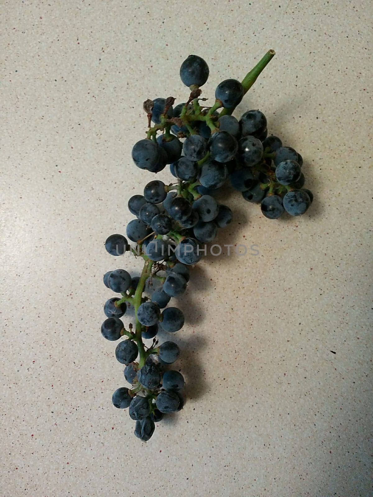 A cluster of plump, dark blue grapes still attached to the vine, set against a neutral-colored background. The texture of the grapes is visible, showcasing their natural bloom and freshness, with subtle hints of light reflecting off their surface. This close-up shot emphasizes the natural beauty of the grapes, making it perfect for use in food-related content or health-focused imagery.
