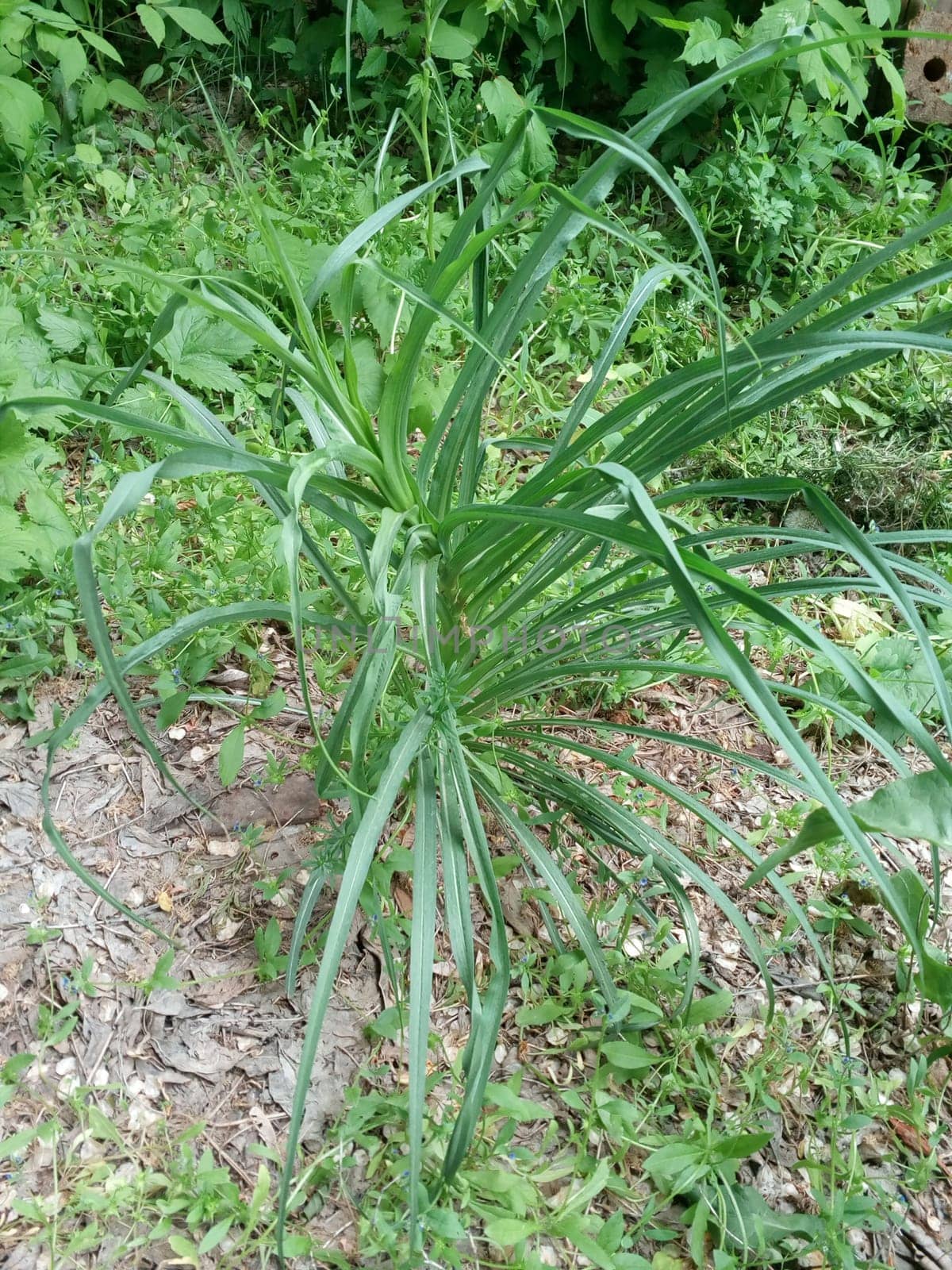 This lush green plant, which brings life and brightness to the garden, is a testament to the beauty of nature.