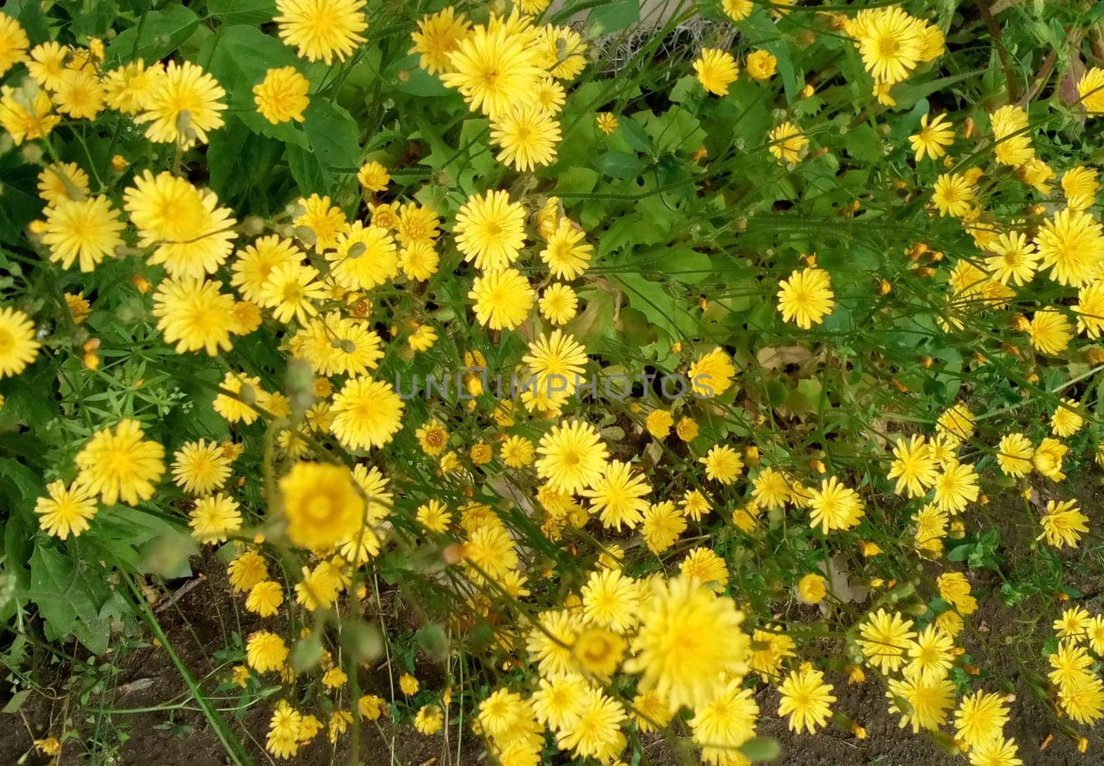 Amidst a sea of golden petals, nature's beauty unfolds. These vibrant yellow flowers stand as a reminder of the simple joys found in the great outdoors.