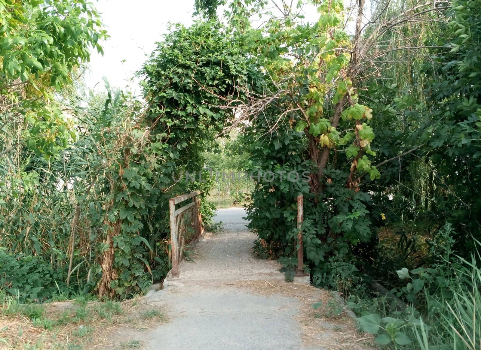 the enchanting beauty of nature when the trees gracefully bend over a serene bridge inviting you to come inside