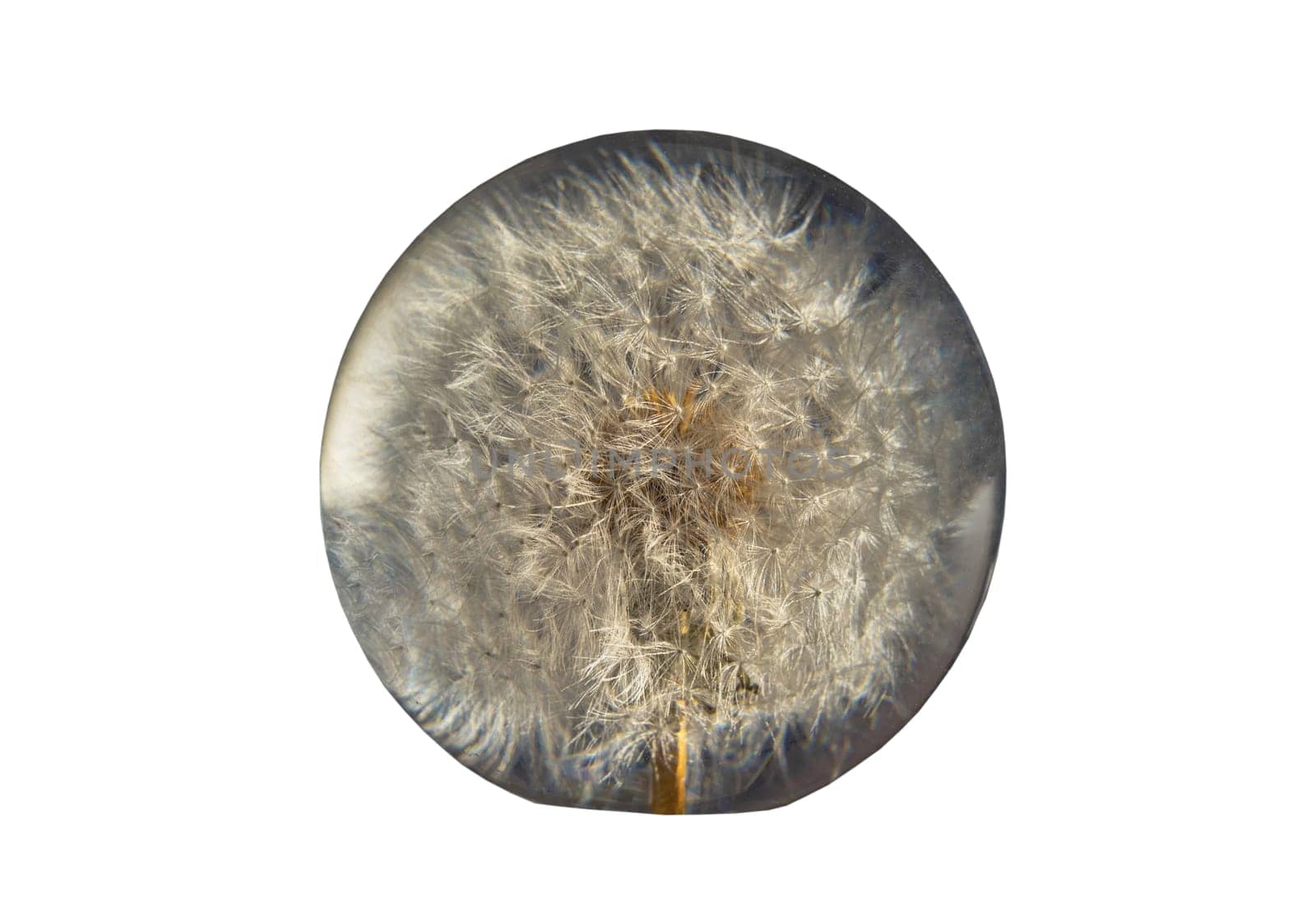 Round crystal paperweight with preserved fresh flower dandelion inside isolated on with background with clipping path. Gorgeous handmade glass dandelion paperweight, Selective focus.