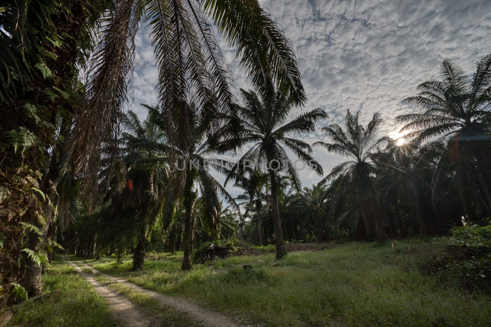 wide panoramic agriculture landscape scene around the vicinity of rural pathway road.