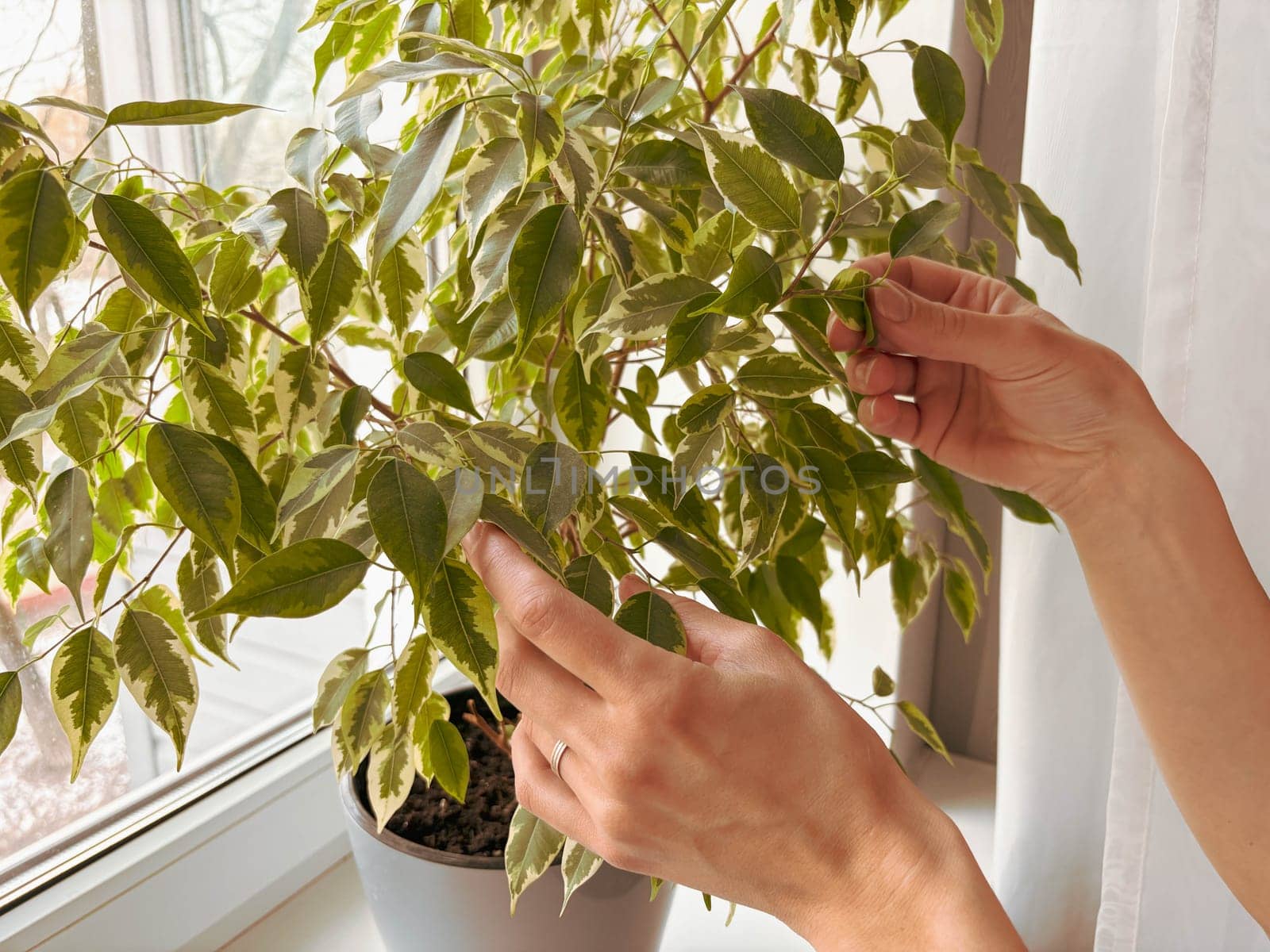 Close-up of a woman caring for a Ficus plant at home. The woman's hands gently touch the house ficus growing in a pot on the windowsill.