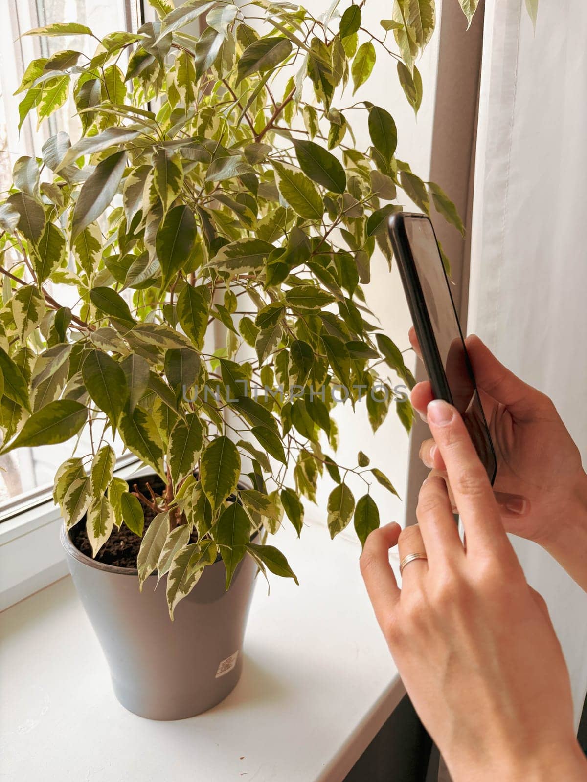Woman's hands holding smartphone to take a photo of beautiful potted ficus plant at home on windowsill.