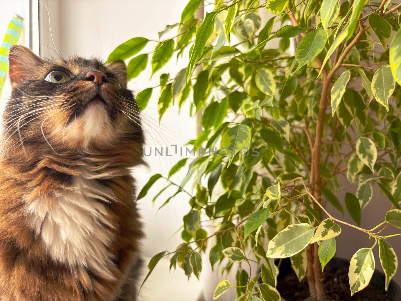 Gray tabby cat sits next to ficus, looks up and sniffs leaves. Cat and indoor green plants concept.