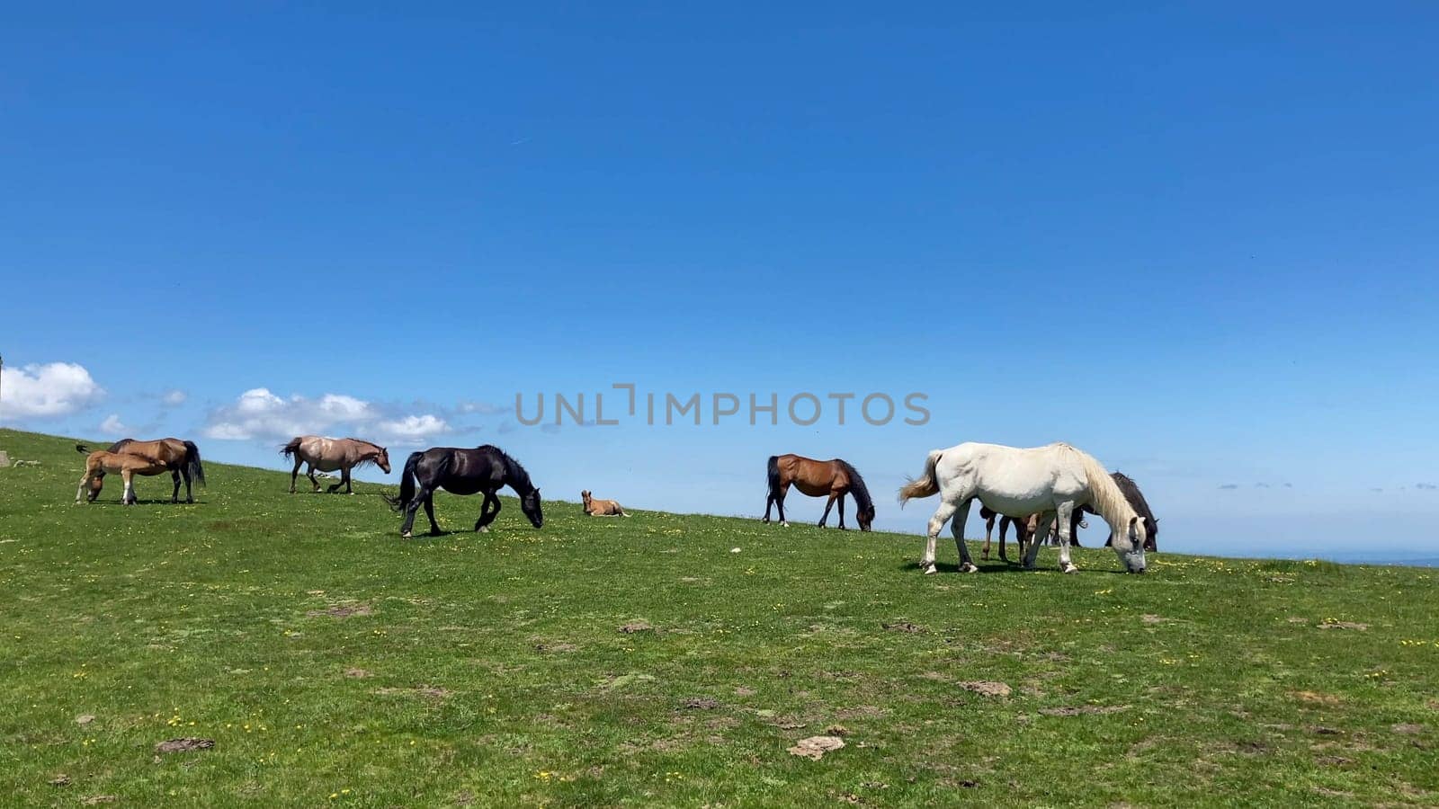 Wild horses graze on a lush green mountainside in Bulgaria. A stunning blue sky provides a vibrant backdrop to this serene scene - Europe