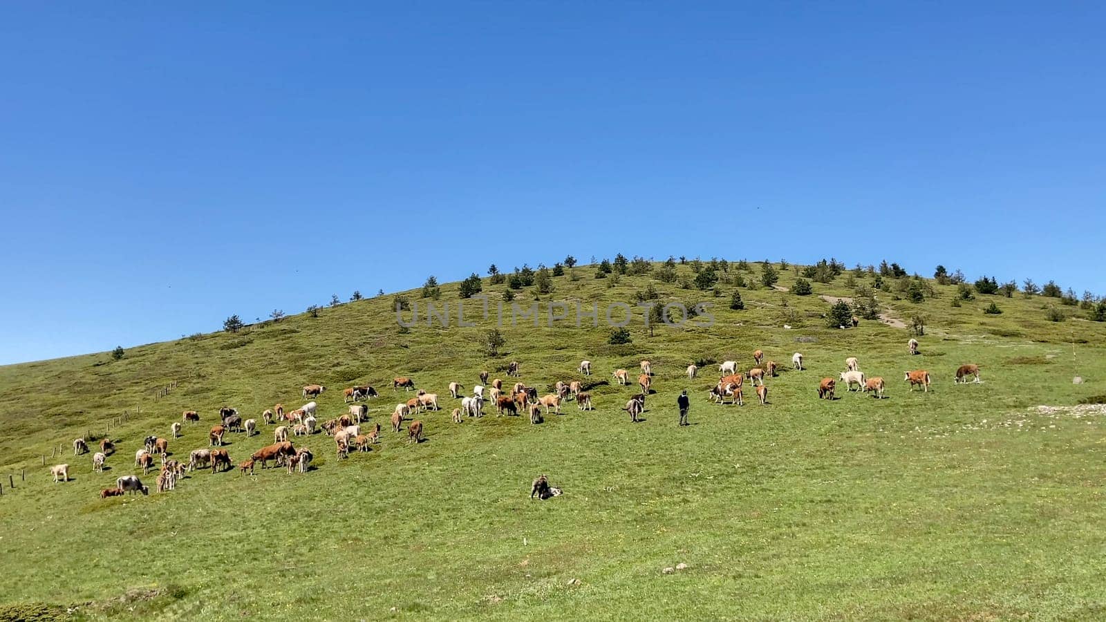 A shepherd tends to his herd of cows grazing on a lush green hillside in the Bulgarian mountains under a clear blue sky - Bulgaria, Europe