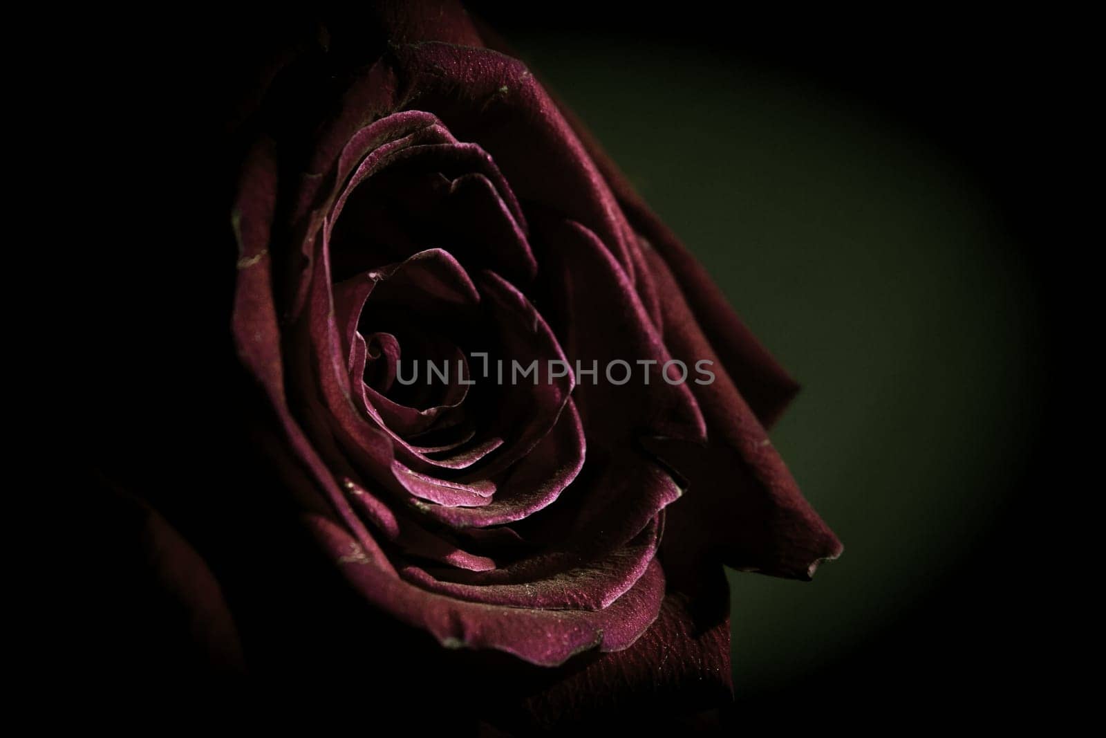 Fully open red rose on black background. No people