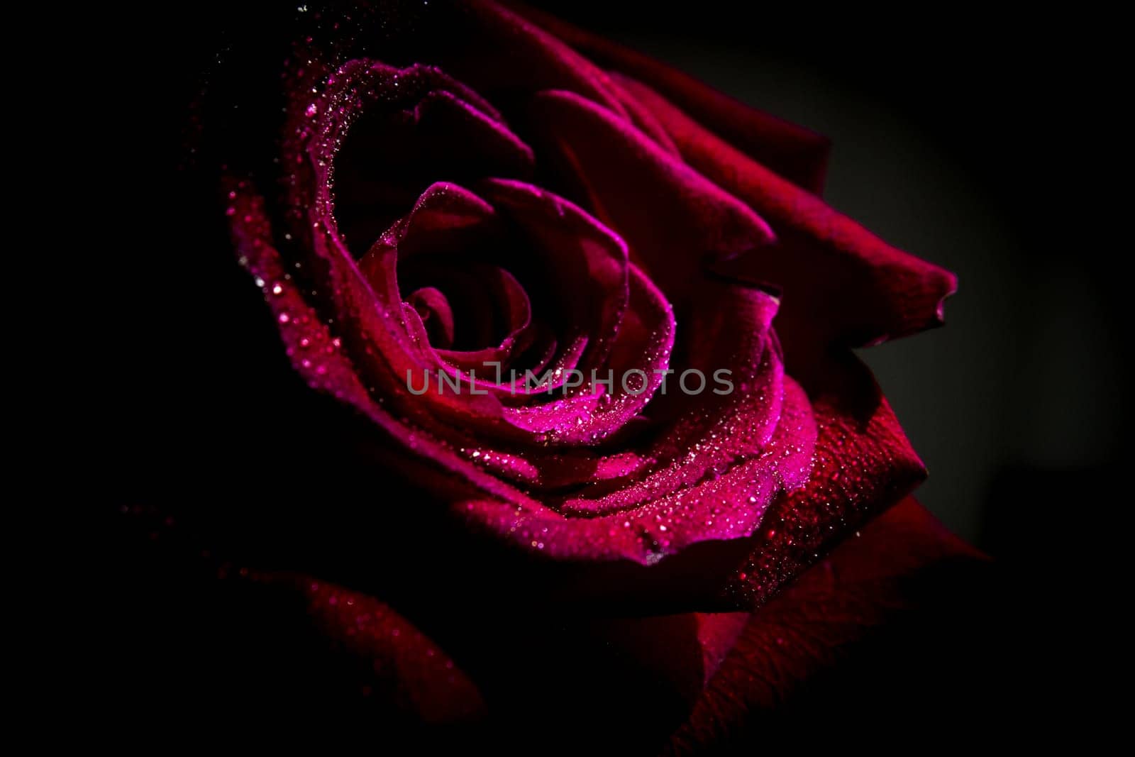 Fully open red rose on black background. No people