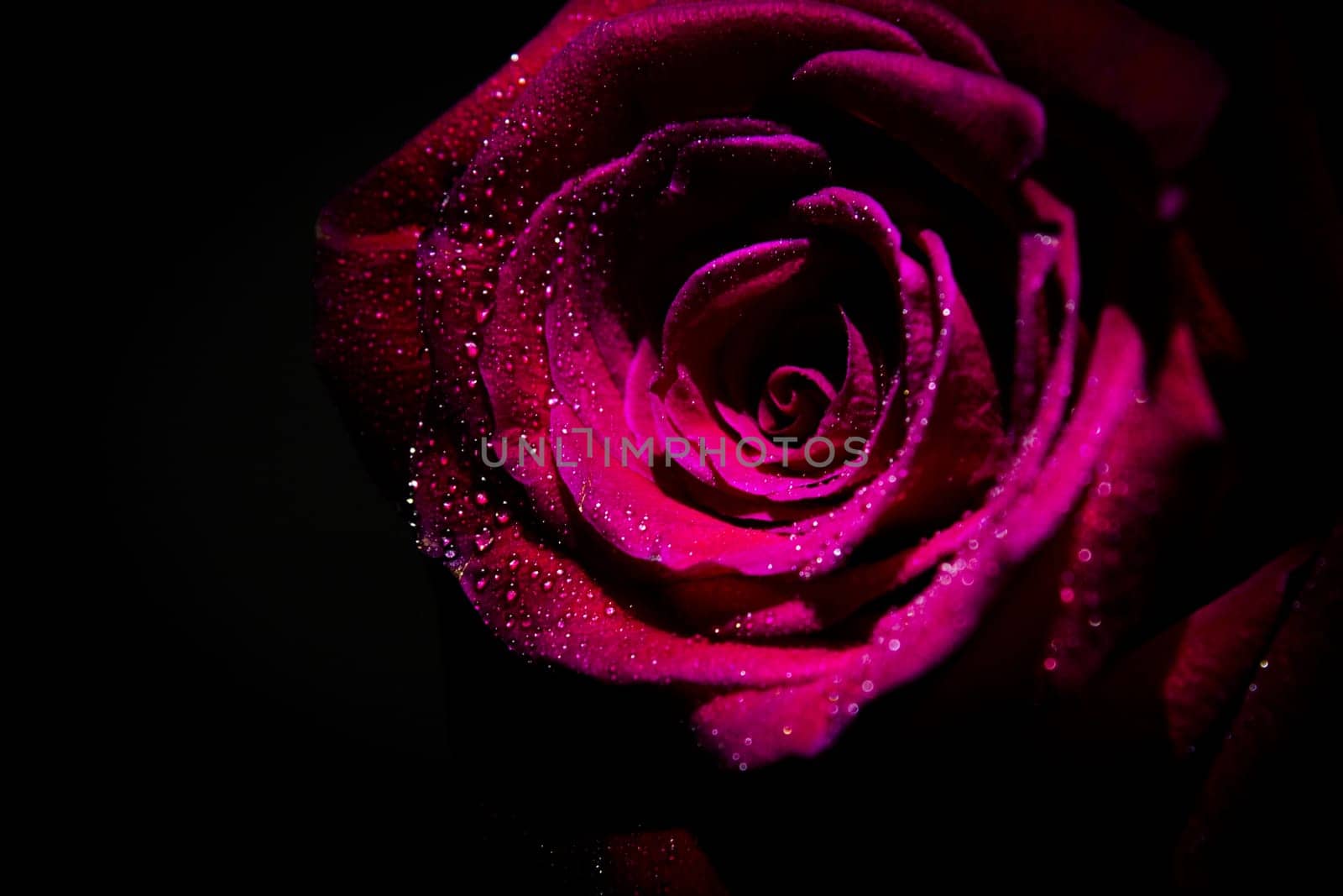 Fully open red rose on black background. No people