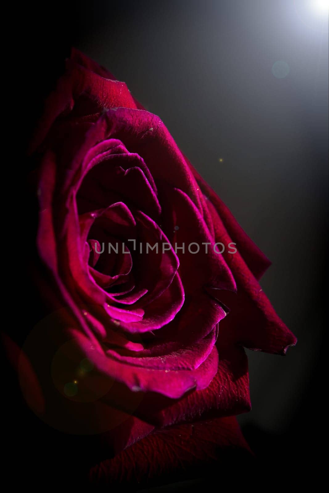 Fully open red rose on black background. No people
