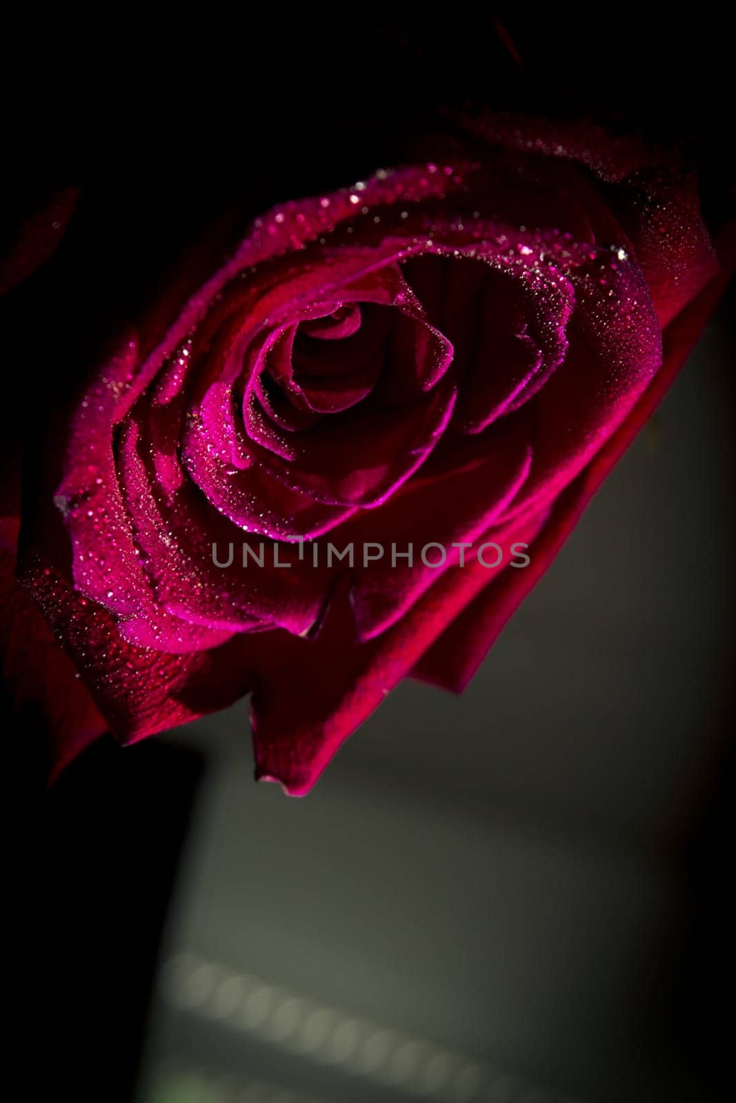 Fully open red rose on black background. No people