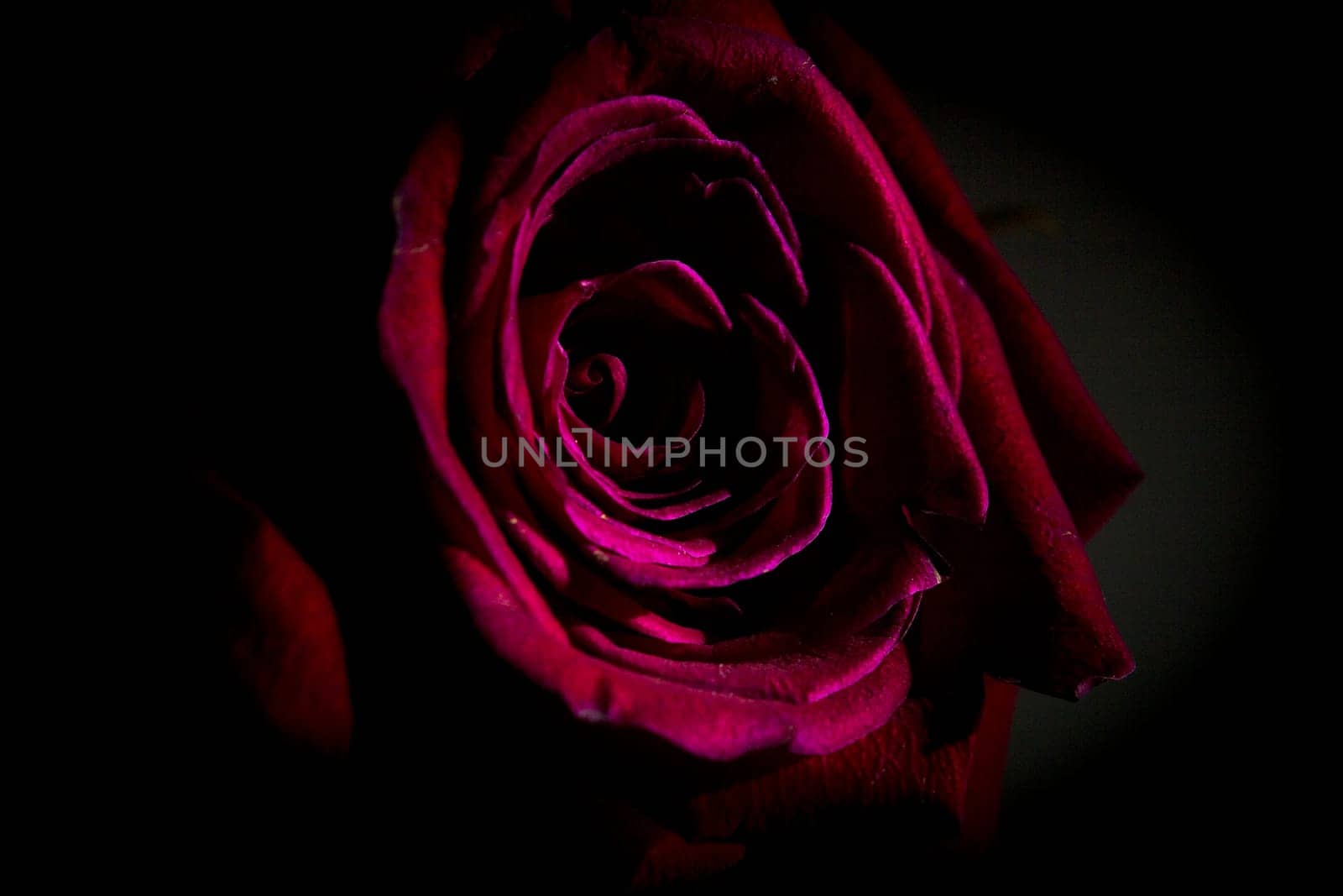 Fully open red rose on black background. No people