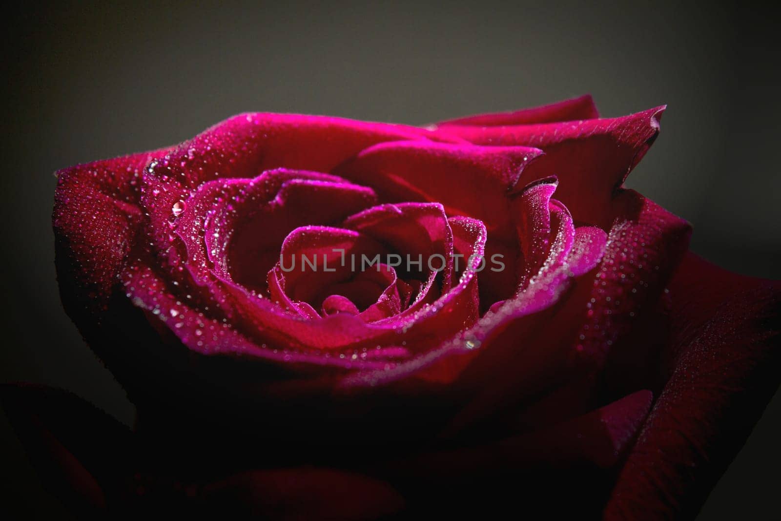 Fully open red rose on black background. No people