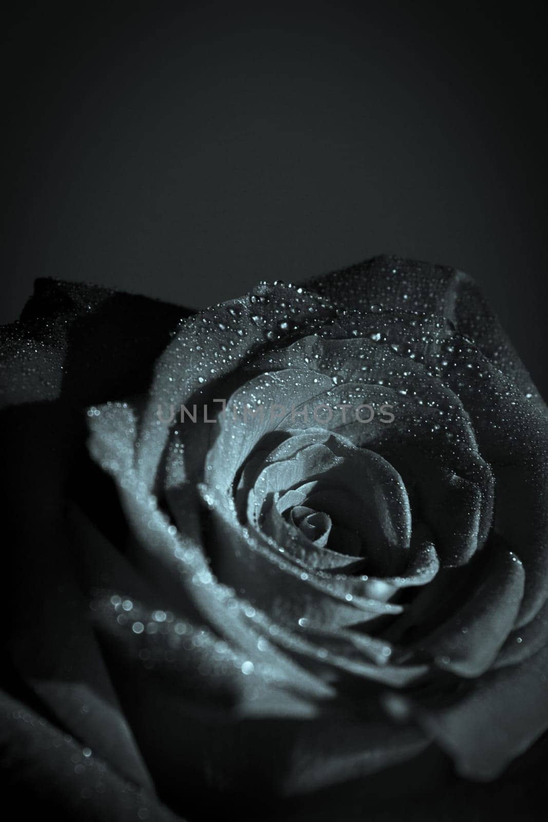 Fully open red rose on black background. No people