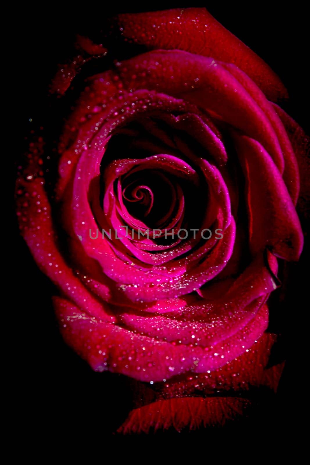 Fully open red rose on black background. No people