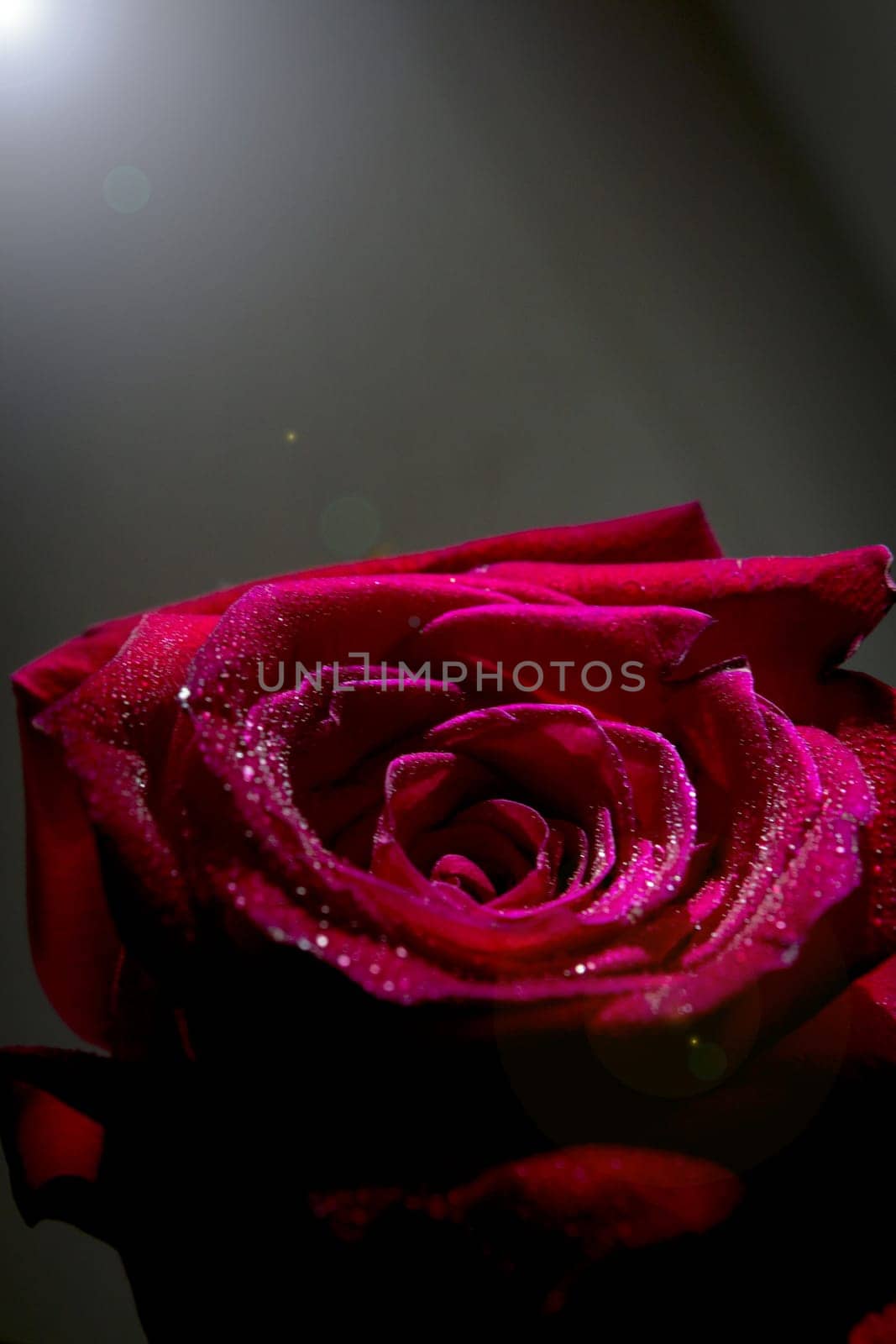 Fully open red rose on black background. No people