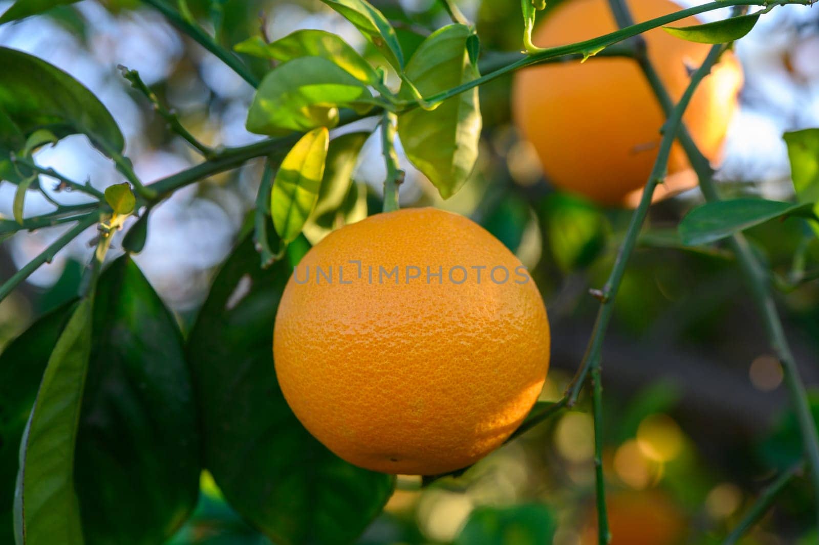 Golden oranges sway gently on lush branches in a sunlit orchard, showcasing nature's refreshing bounty.