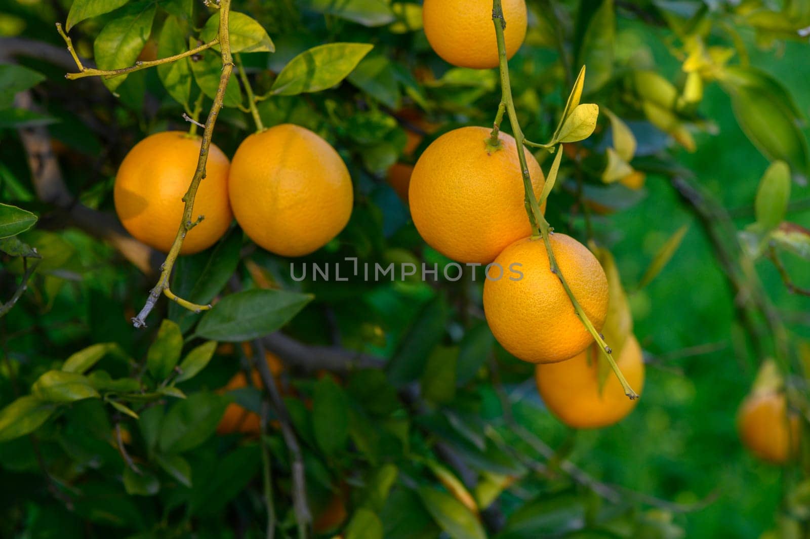 Golden oranges dangle from healthy branches, surrounded by vibrant green leaves under a clear blue sky.