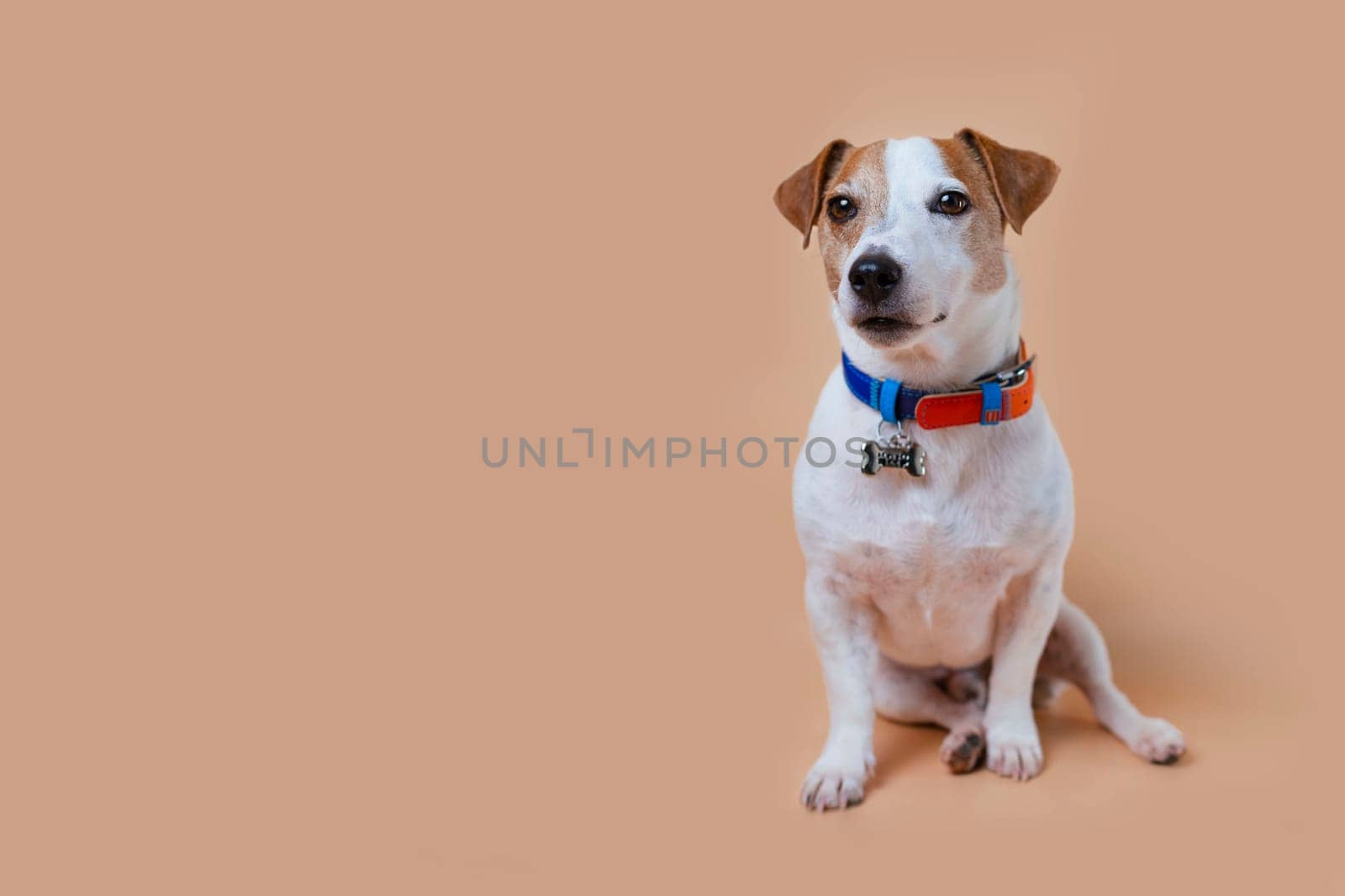 Dog Jack Russell is dressed in a beautiful collar with a bone. Pet sits in the background in the studio.