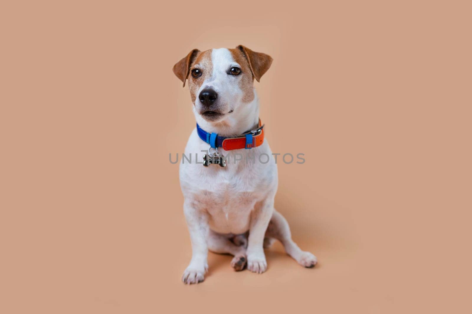 Dog Jack Russell is dressed in a beautiful collar with a bone. Pet sits in the background in the studio.