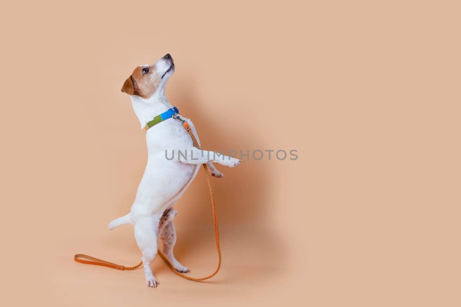 Active and agile dog jumping high on solid color background.