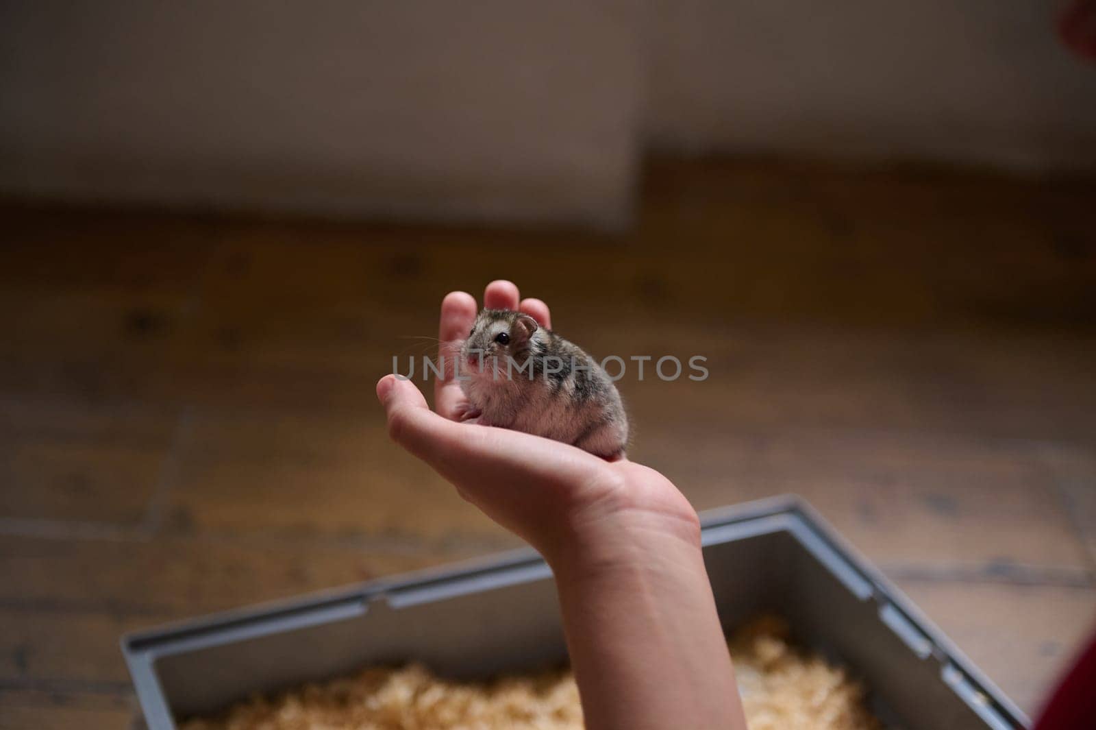 A close-up view of a hamster sitting on a person's hand, with a pet cage in the background. The setting is indoors with natural light highlighting the adorable creature.